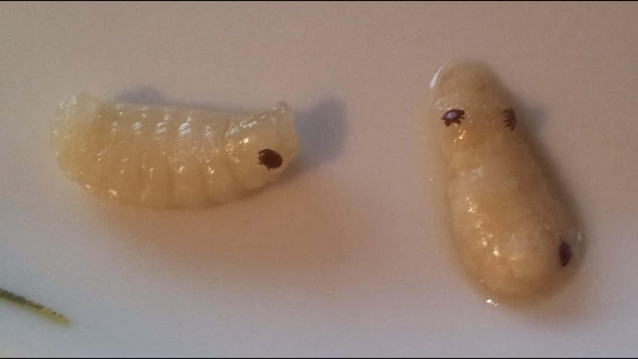 Varroa destructor szybki test