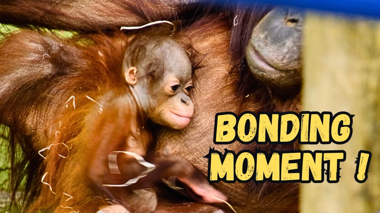Baby Orangutan Jarang Getting Really Strong