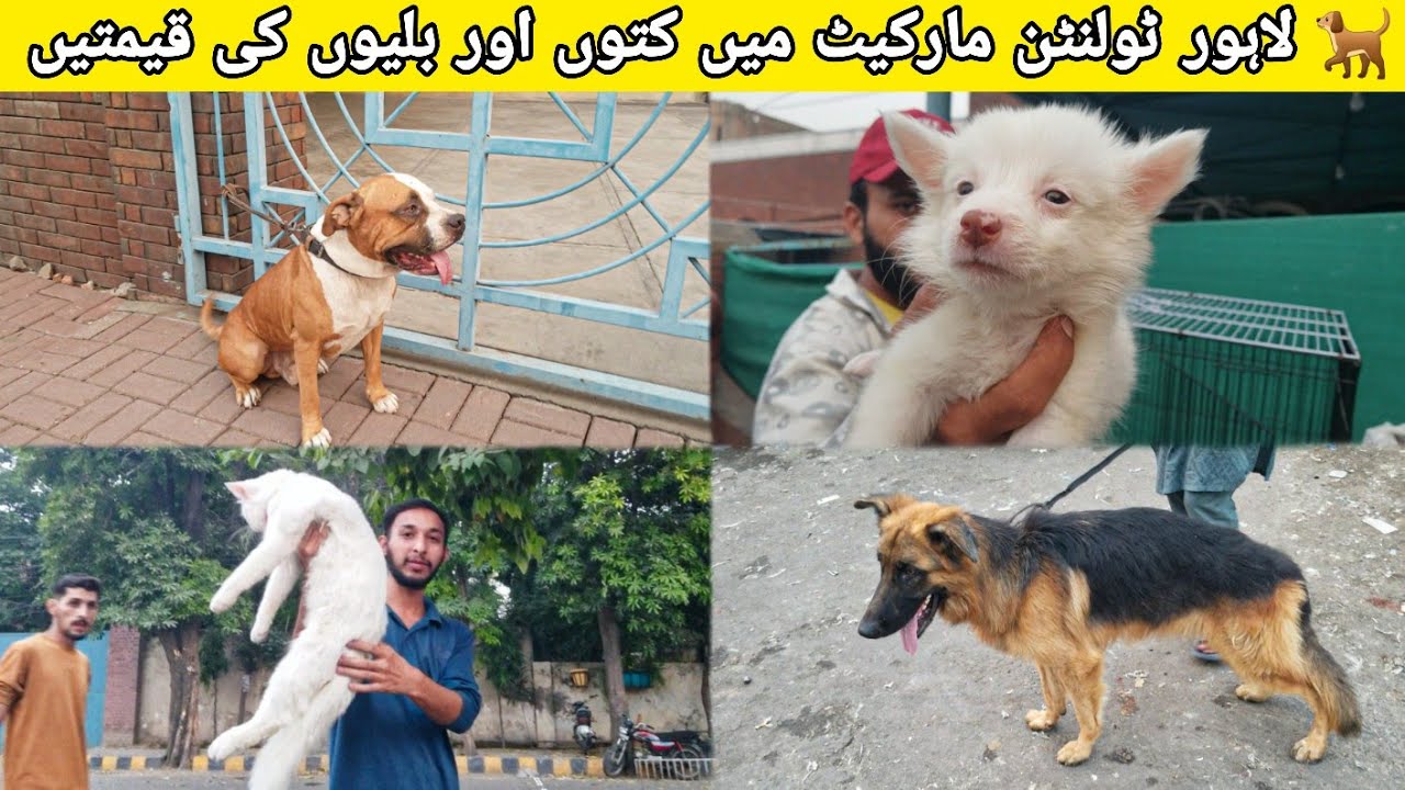 Tollinton Pets Sunday Market Lahore🐕 || Dogs & Cats New Prices Update💯