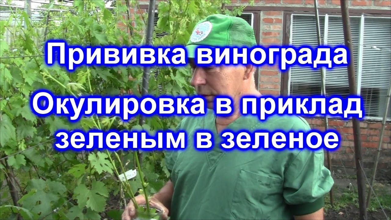 Прививка винограда. Окулировка в приклад зеленым в зеленое.