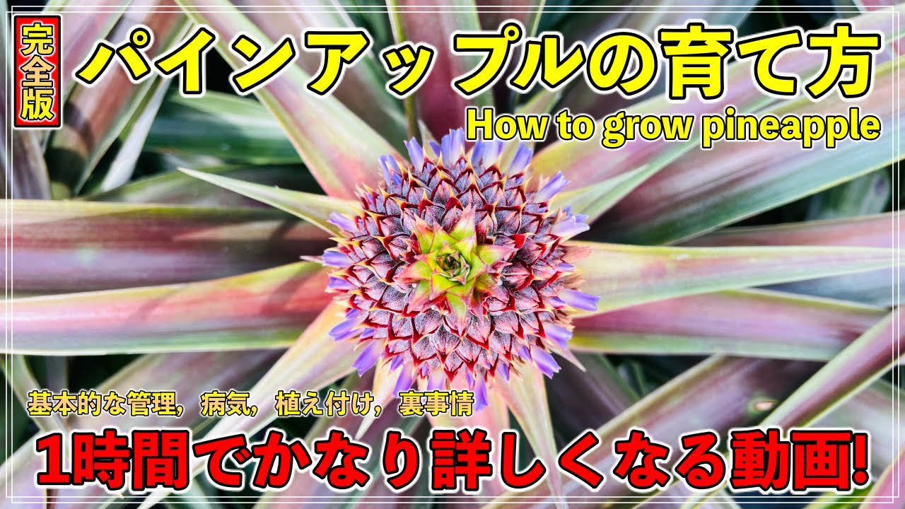 【完全版】栽培者が教えるパインアップルの育て方！基本的な性質や管理，病気と対策，植え付け方法や裏事情も！