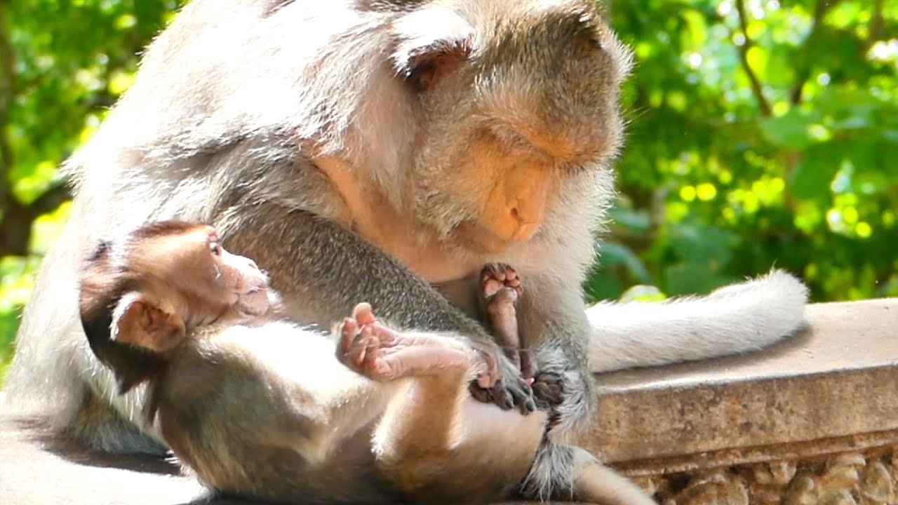 Old Mother Monkey Berry grooming Baby Monkey Bella Baby feels fresh Mama takes care her