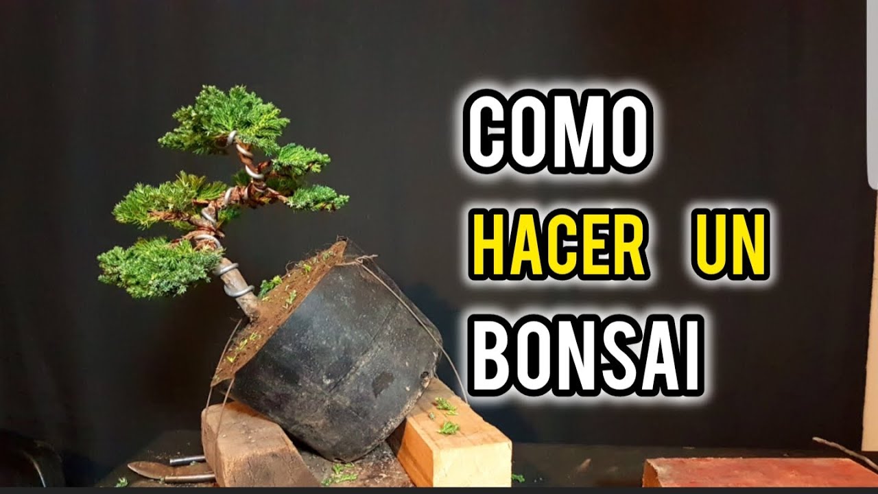 ⚠ COMO HACER UN  BONSAI DESDE PLANTA DE VIVERO INJERTADO  ⚠ DISEÑO / PODA TRASPLANTE Y ALAMBRADO!!!!