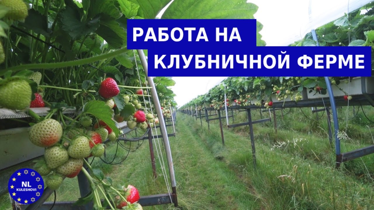 Работа в Нидерландах на ферме | Работа в Европе Заработок, условия и график работы