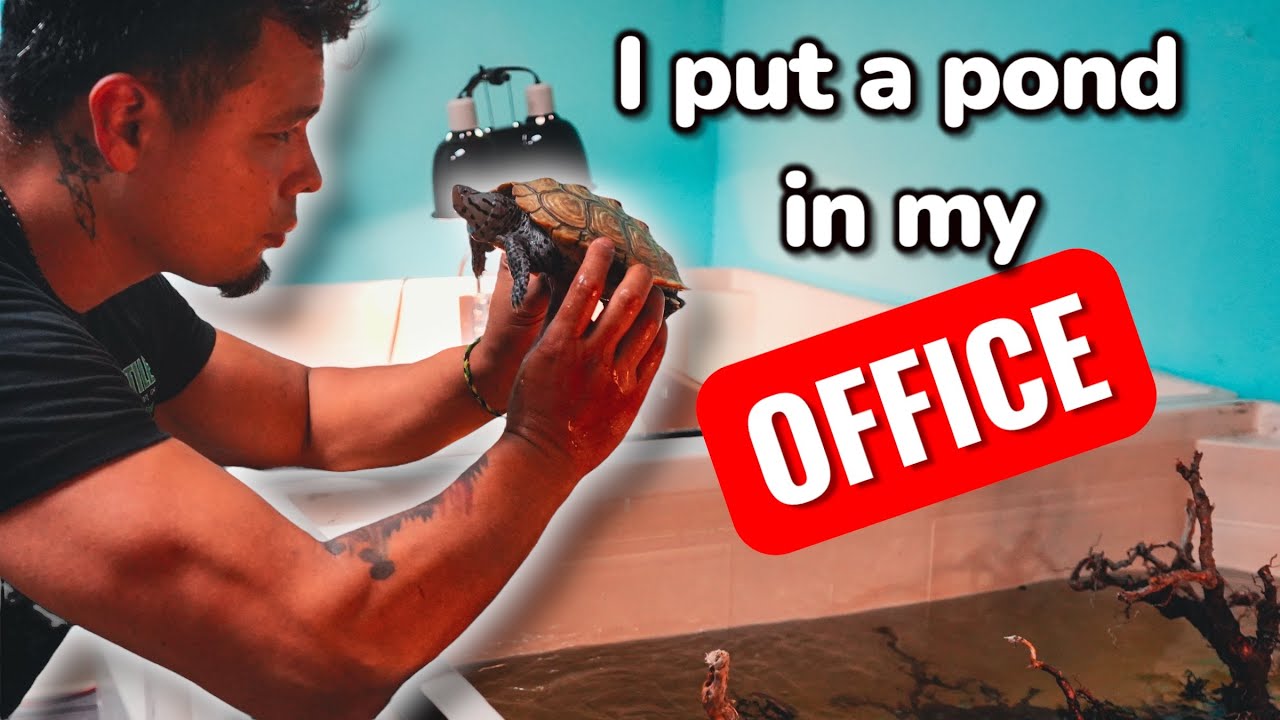 TURTLE POND IN THE OFFICE?| What could go wrong?