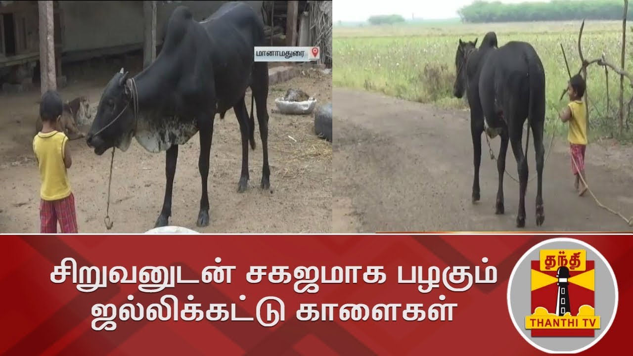 சிறுவனுடன் சகஜமாக பழகும் ஜல்லிக்கட்டு காளைகள் | Thanthi TV
