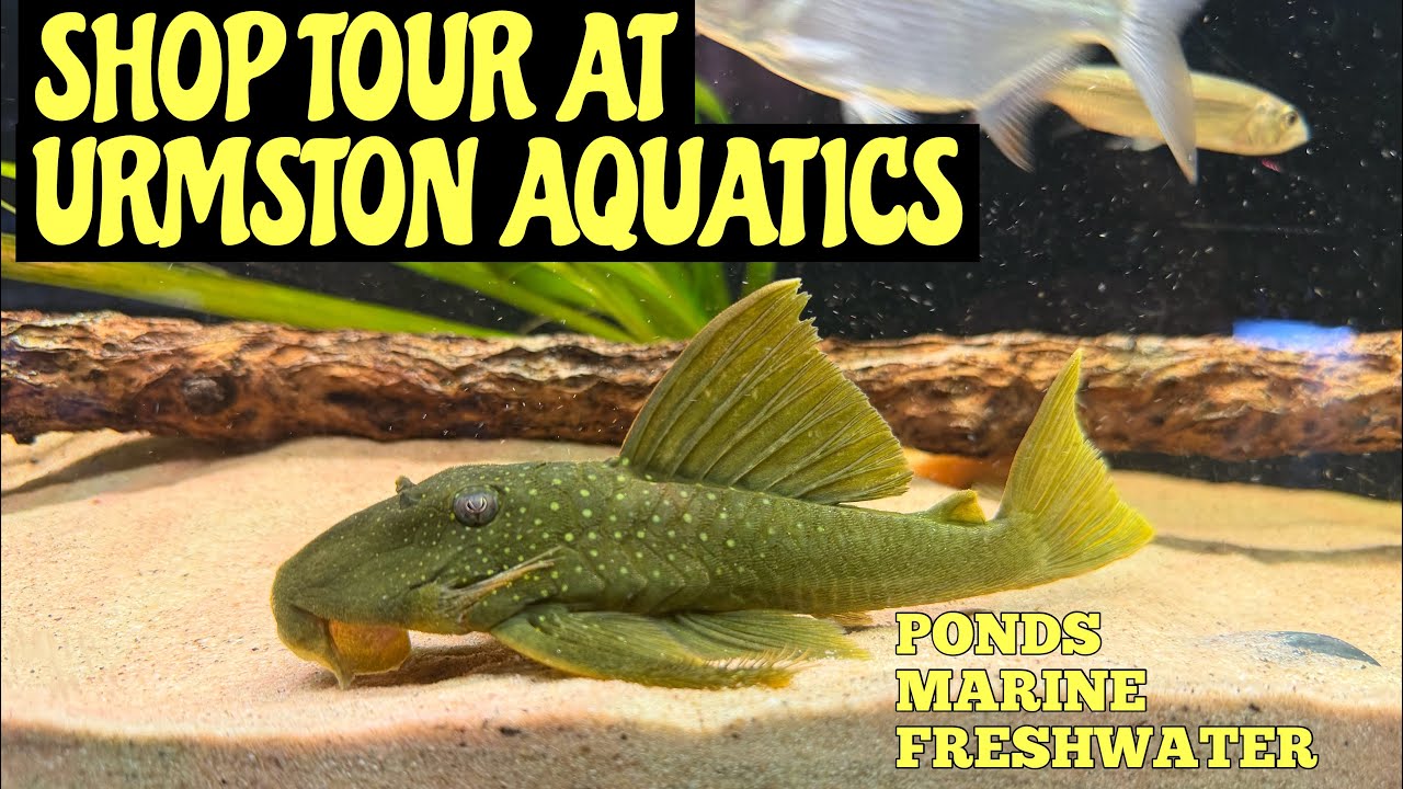 WALK AROUND URMSTON AQUATICS! 