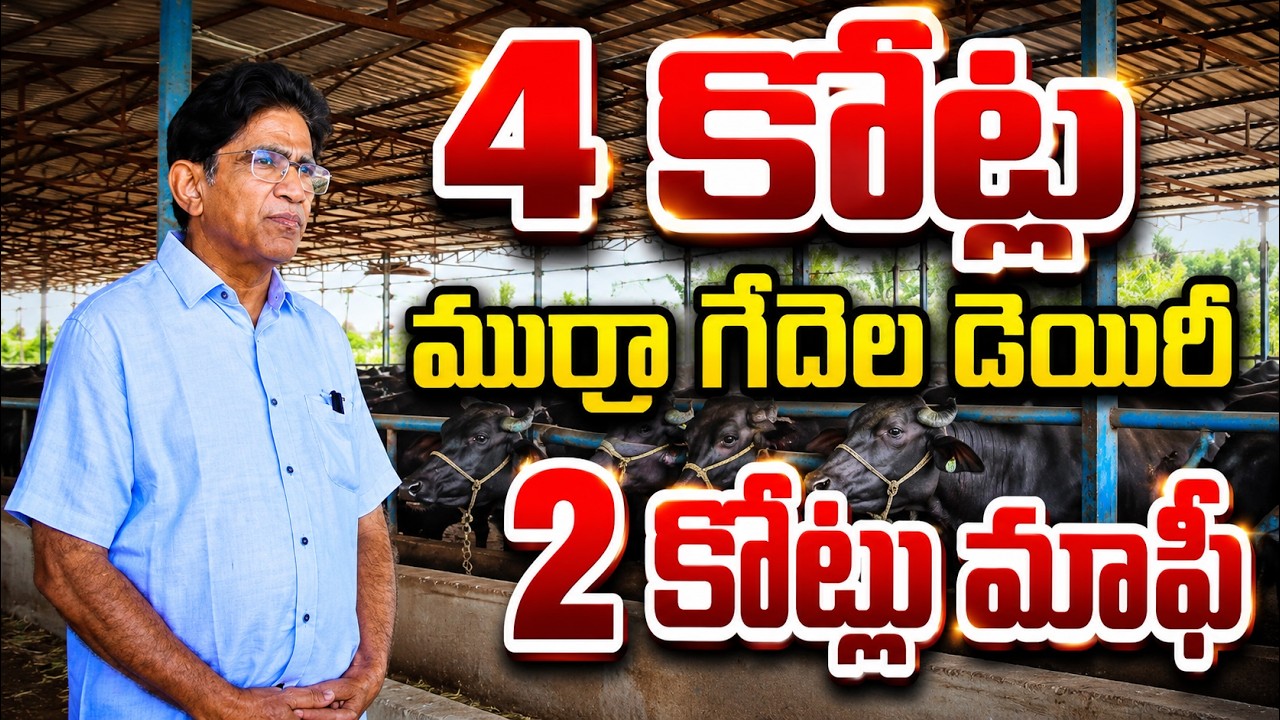 నాలుగు కోట్ల డెయిరీ ఫామ్ | murrah buffalo dairy farm | bhumiputhra telugu
