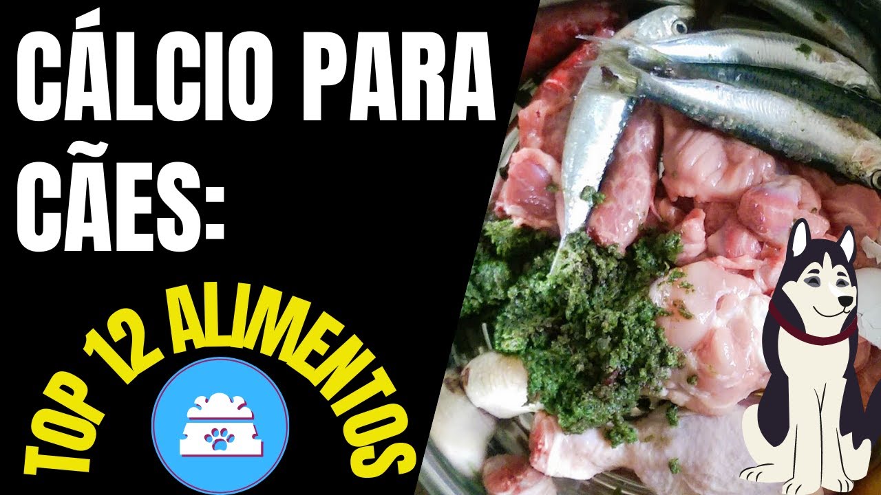 Alimentos Com Cálcio Para Cães: Top 12 Alimentos Do Dia a Dia