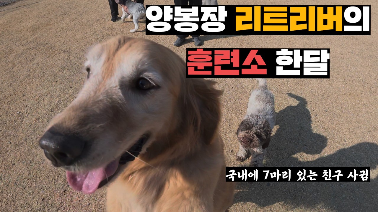 훈련소에 맡긴 리트리버, 한달 만에 찾아가보기(feat.1억5천 셰퍼드)