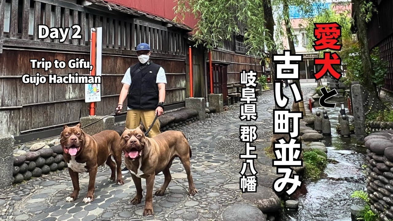 【犬連れ車中泊旅】清流と踊りの城下町