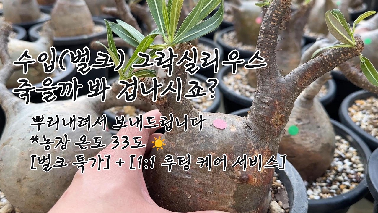 농장 온도 33도 돌파! 지금이 그락실리우스 루팅 '황금기'입니다 ☀️ (화분 식재 완료 / 영양제 집중 케어) #아프리카식물 #희귀식물 #수입식물