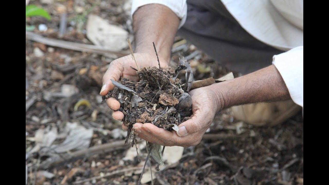 Natural Farming I Inter-cropping System explained by Prof Shivananjaiah Balekayi
