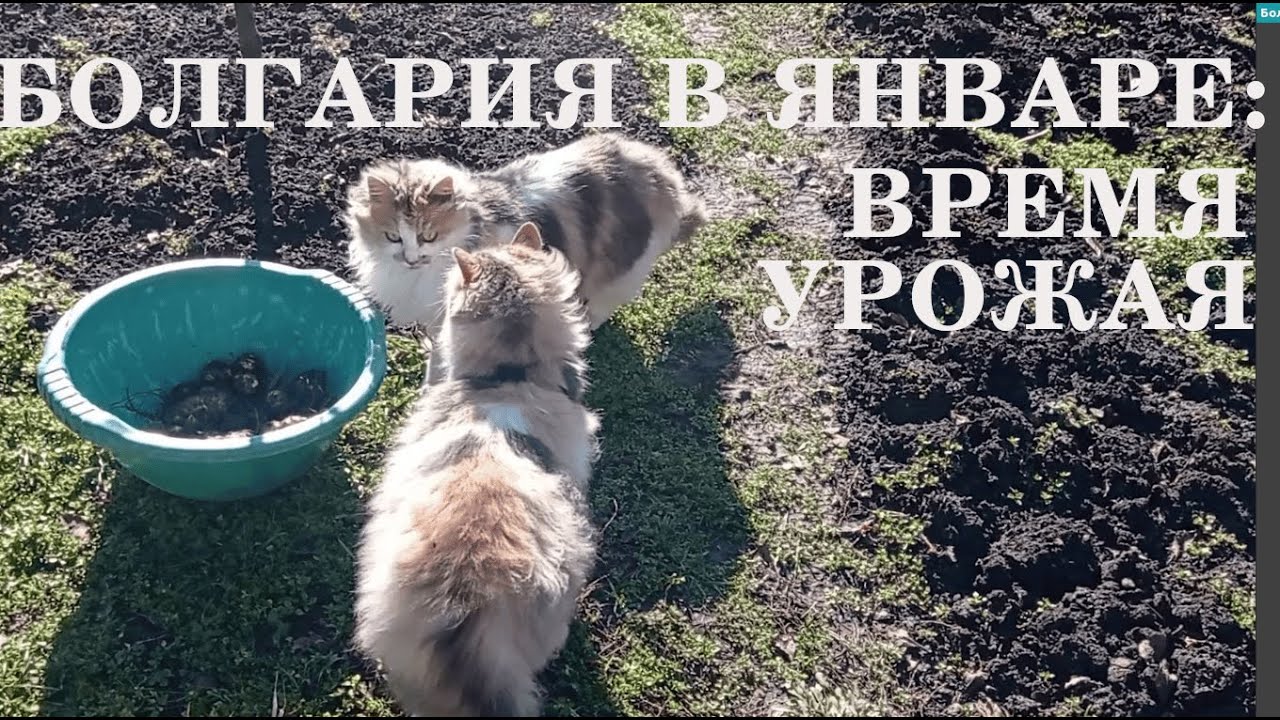 Январский урожай в Болгарии
