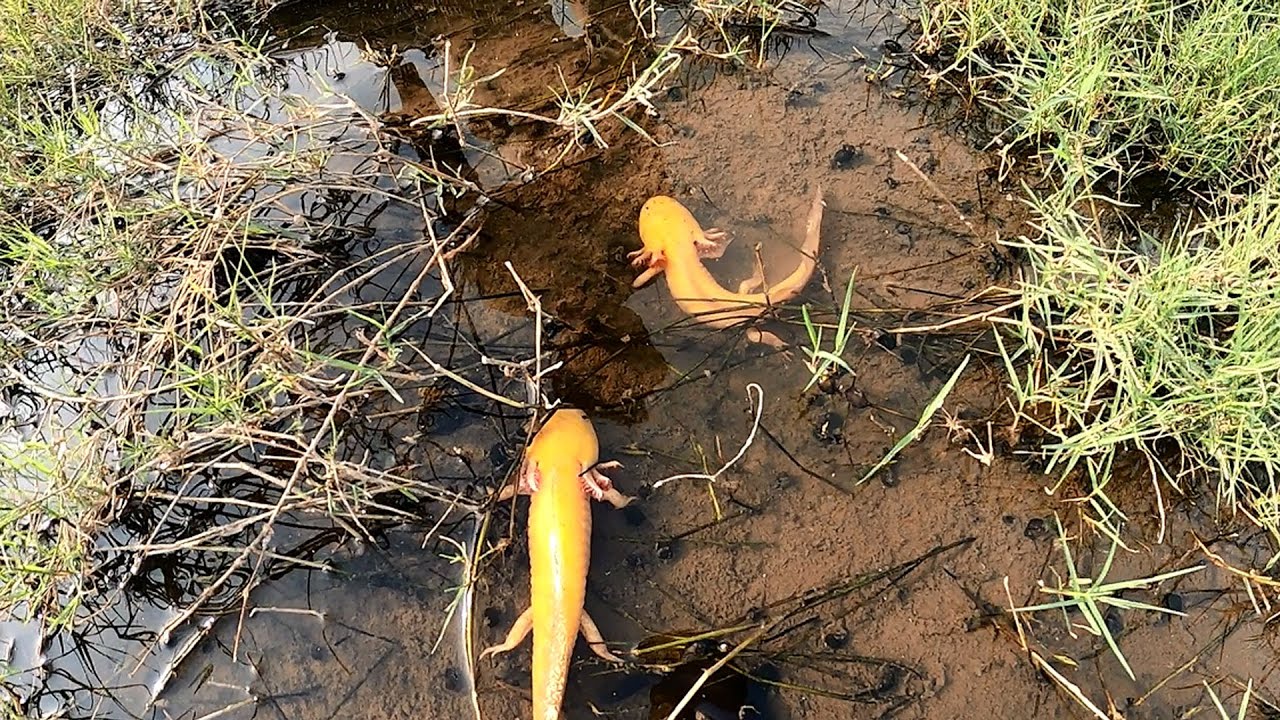 Woow Axolotl!! Amazing Catch Up Many Beautiful Axolotl Dragon fish Koi BloodParrot Ranchu Molly Carp