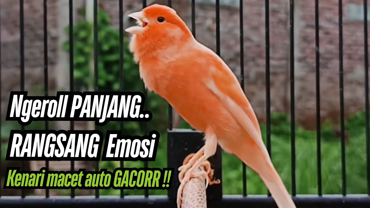 Kenari GACOR PANJANG Mewah Ampuh Kenari Paud AGAR gacor AMPUH Kenari MACET Langsung NYAUT !!