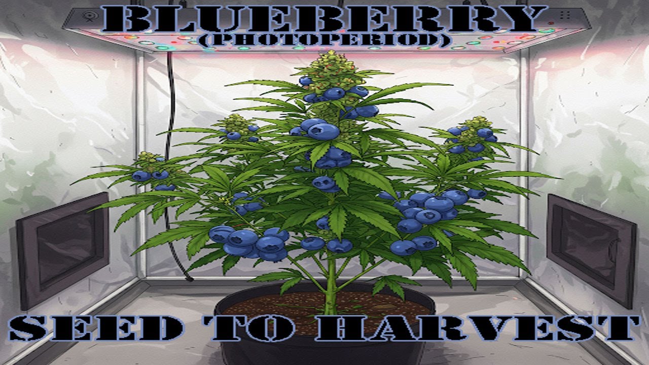 Seed to Harvest Cannabis - Blueberry Photoperiod (Season 1 Start to Finish)