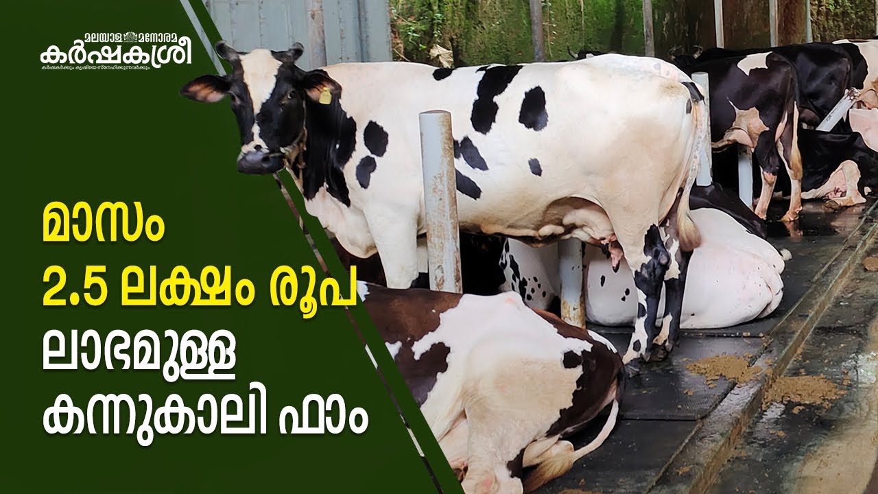 100 ഉരുക്കളുള്ള കന്നുകാലി ഫാം, മാസ ലാഭം 2.5 ലക്ഷം | Karshakasree | Dairy Farming