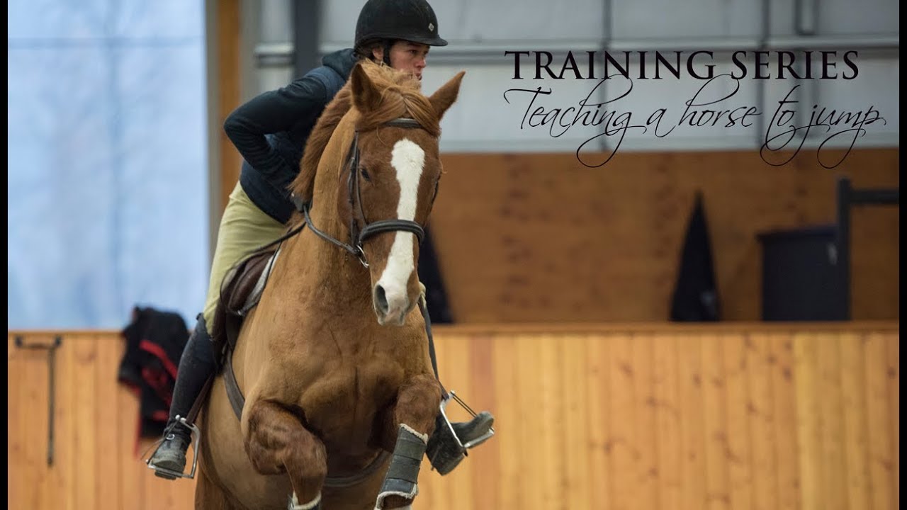 Training Series - Teach A Horse to Jump
