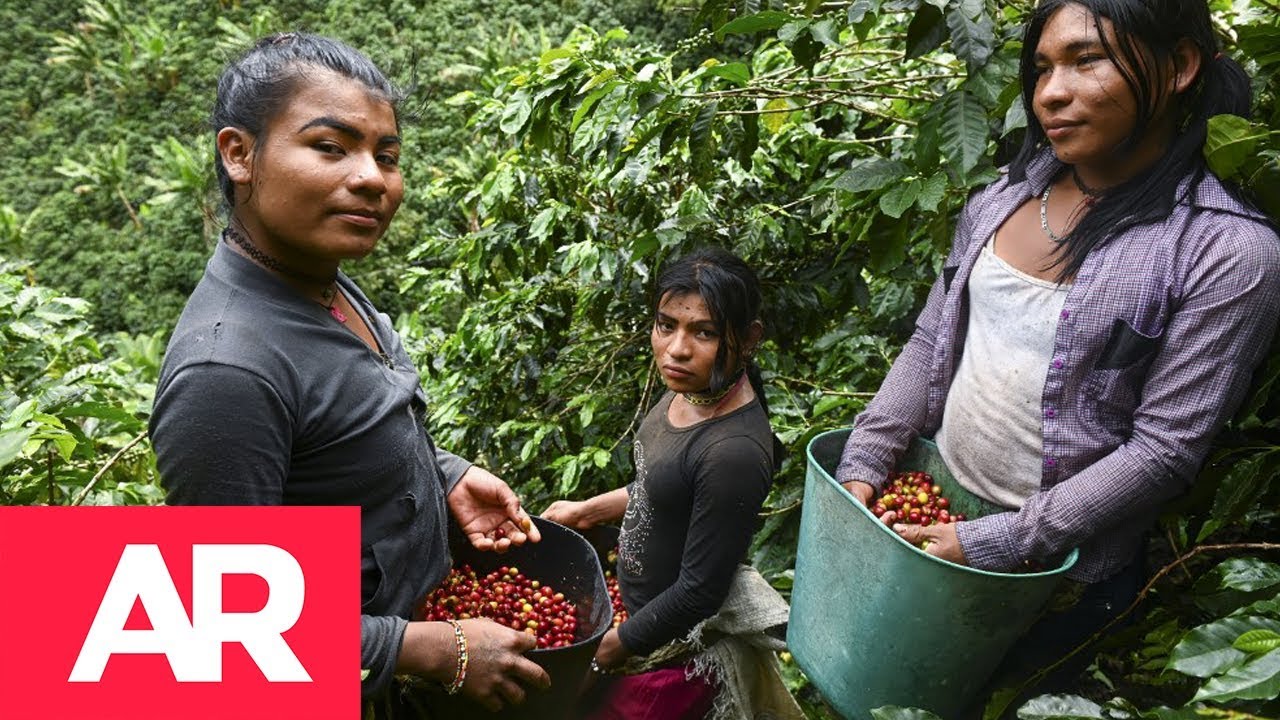 La lucha de las indígenas trans en Colombia dentro de los cafetales