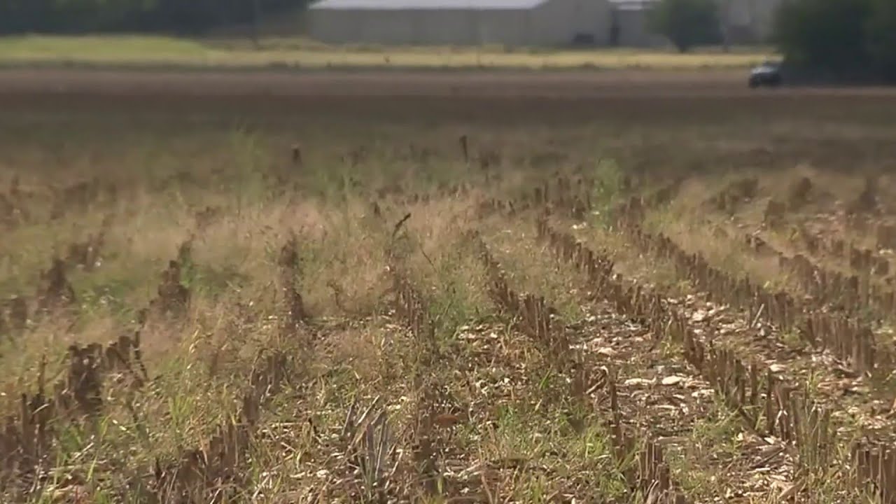 More than 100 acres of Seguin cornfield will be site of new Texas State Technical College