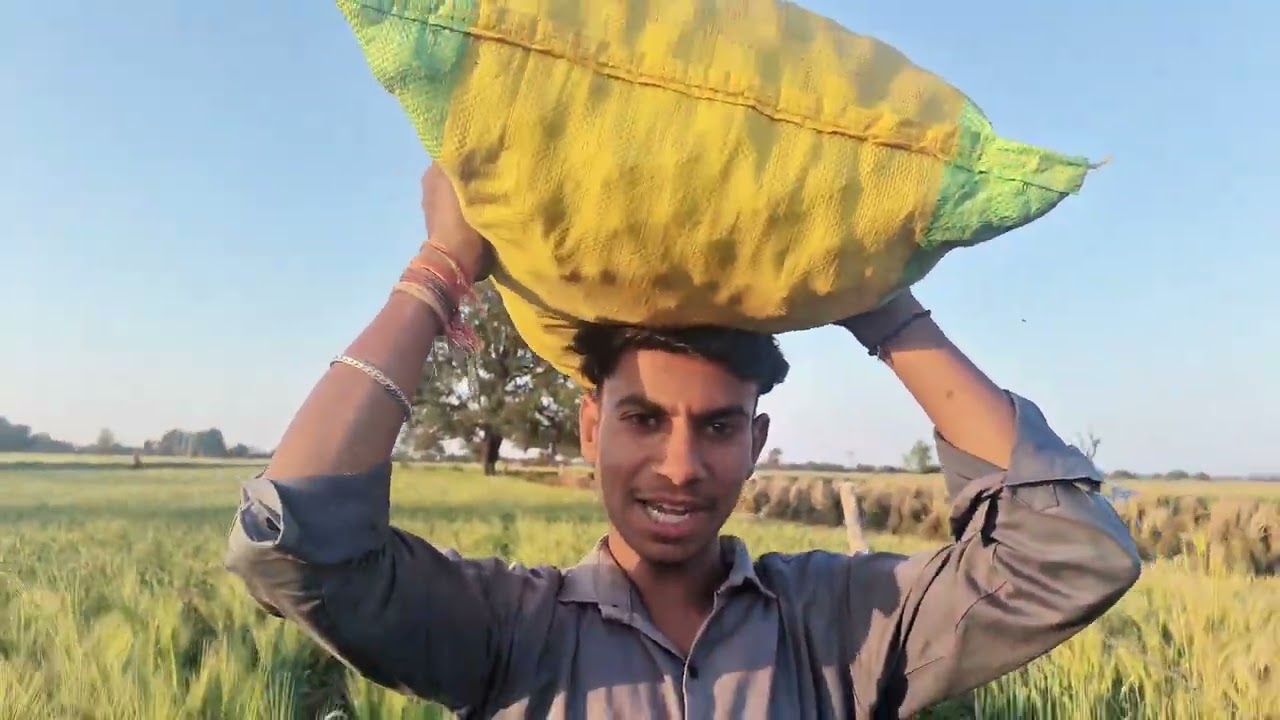 Hamare khet ke sare aalu nikal kr ghar pe le aaye☺☺
