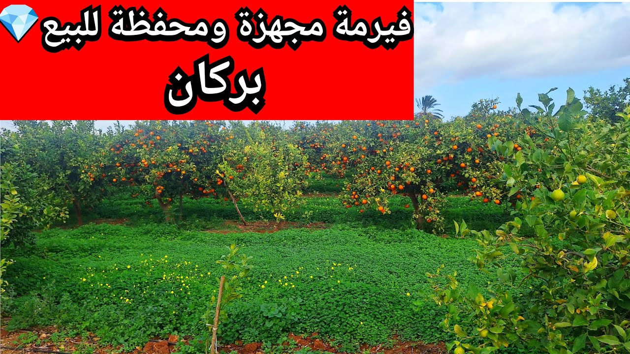 فيرمة للبيع مجهزة ومحفظة💎 بركان #فلاحة #المغرب #بركان