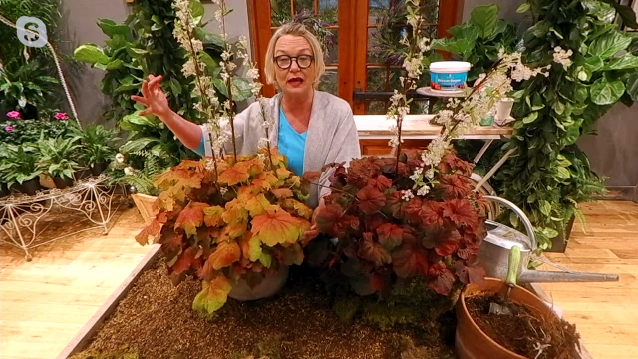 Barbara King 2-Piece Giant Heuchera Live Plants on QVC
