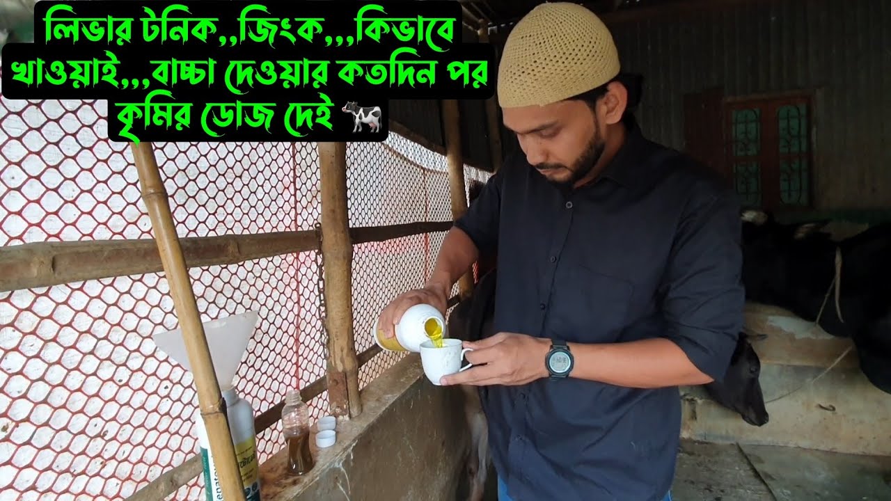 লিভার টনিক,,জিংক,,,কিভাবে খাওয়াই,,,বাচ্চা দেওয়ার কতদিন পর কৃমির ডোজ দেই 🐄