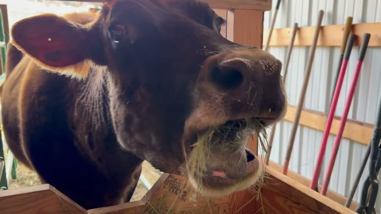 С любовью к Бетси и Хани.