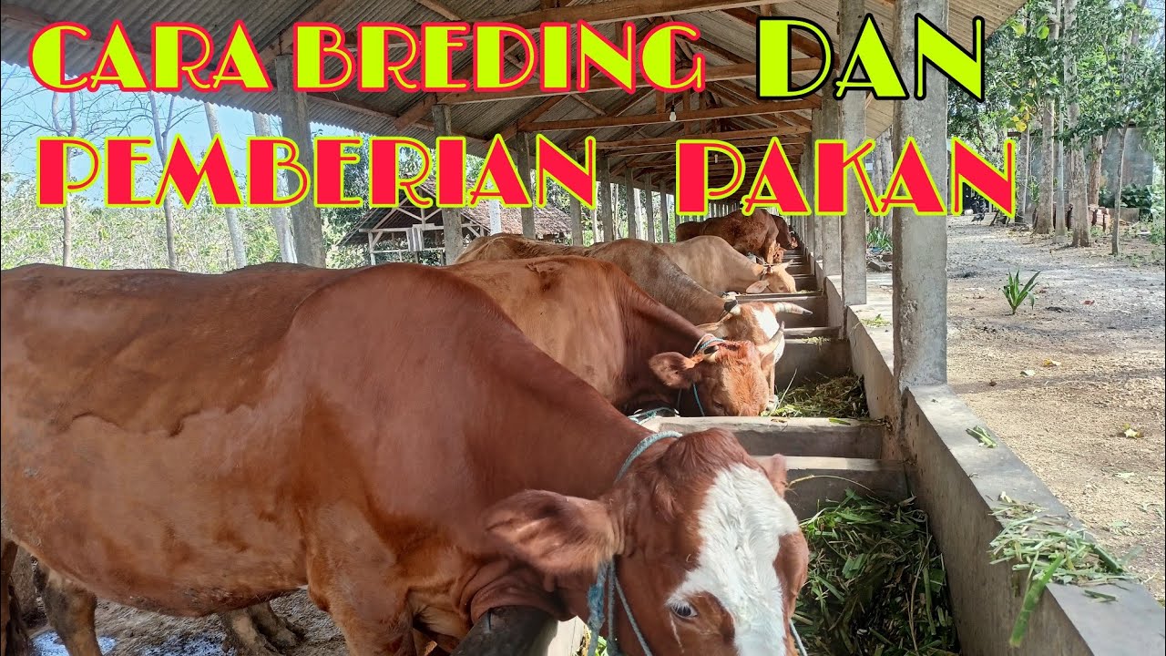 SUKSES TERNAK SAPI DAN PEMBERIAN PAKAN YANG BENAR