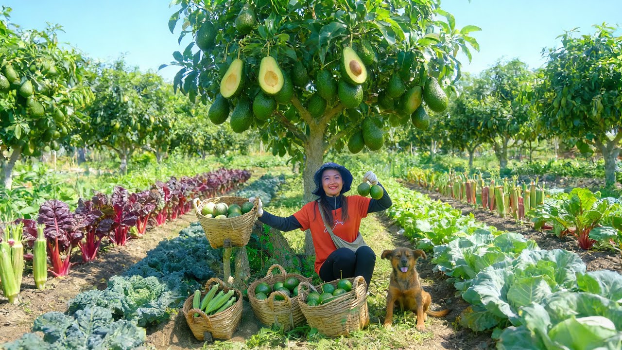 Harvest: Avocado, Amaranth Greens, Okra, Kale Go To The Market To Sell – Cook With Them, Farm Life.