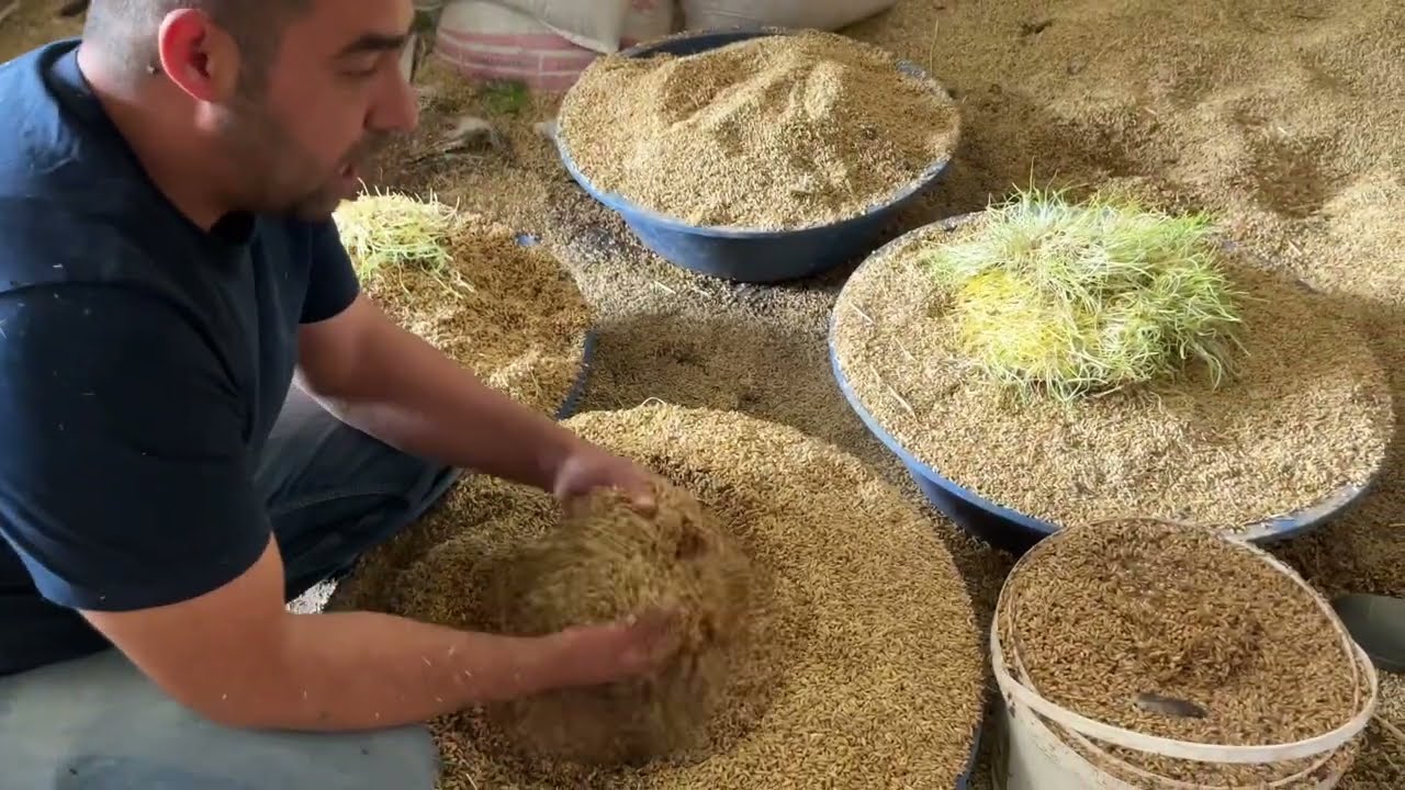 Hayvanlara yem hazırladık yemledik arpa ezme mi yoksa kırmamı verilmeli saman geldi tonu 2700 tl 👍