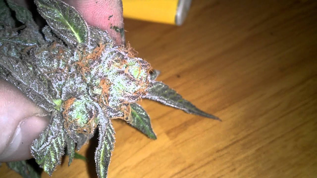MY PURP HD