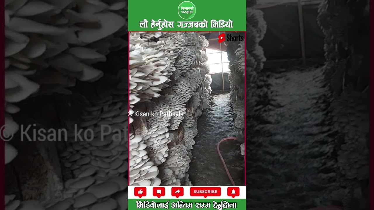 च्याउ खेती #localkukhurapalan #agriculture #viral #machinery #nepalipatro #nepalishorts #fact