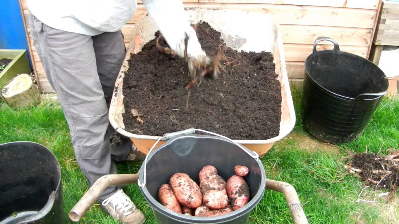 Garden Allotment - Sarpo Mira Potato Reveal 4 of 6 (HUGE CROP!!)