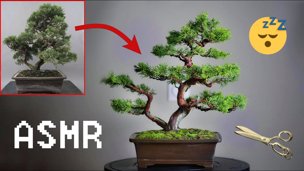 ASMR | Juniper Bonsai Tree Care - 