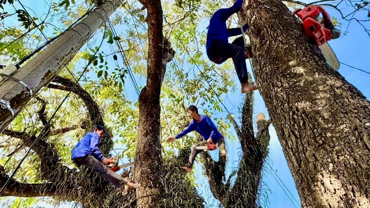 Cưa cây trâm siêu to , siêu khủng ,Nhiều nhánh trùm lên trụ điện . Cưa cây kỷ thuật cảo