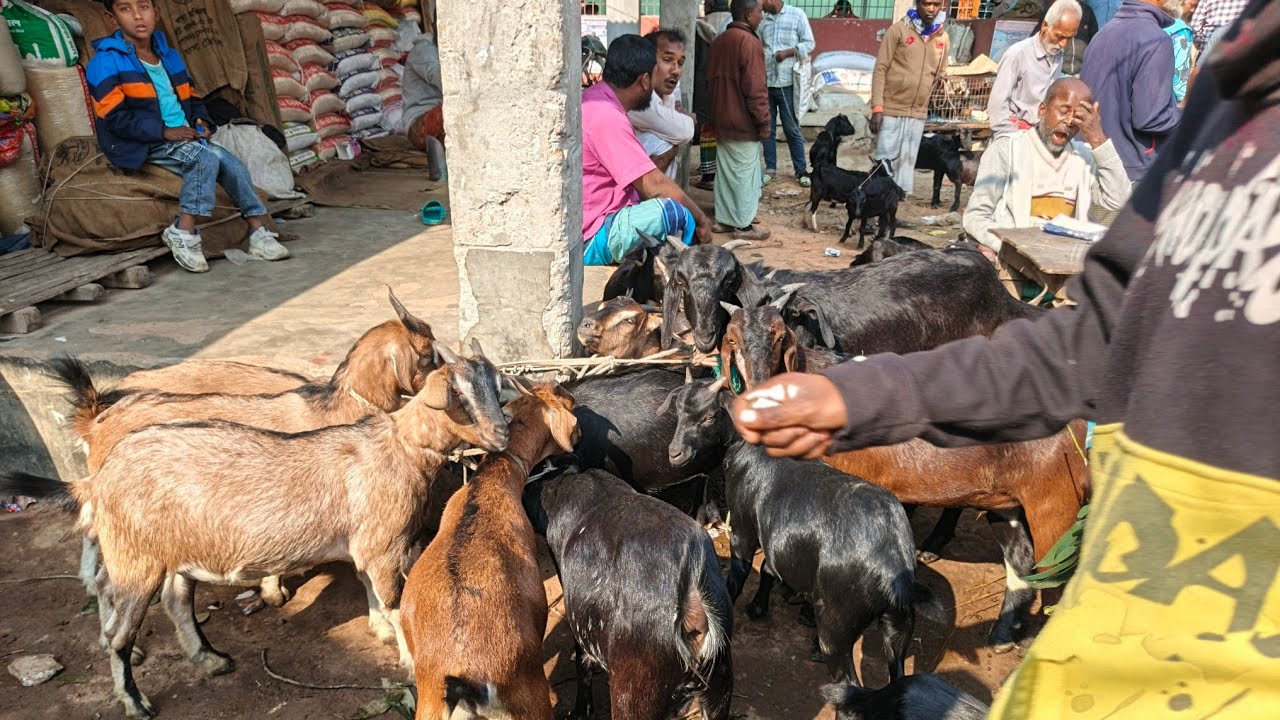 কাহারোল হাটে খাঁশী ছাগল ও হালুয়ানের দাম । কাহারোল হাট। ‌দিনাজপুর।আজ January 17, 2026.