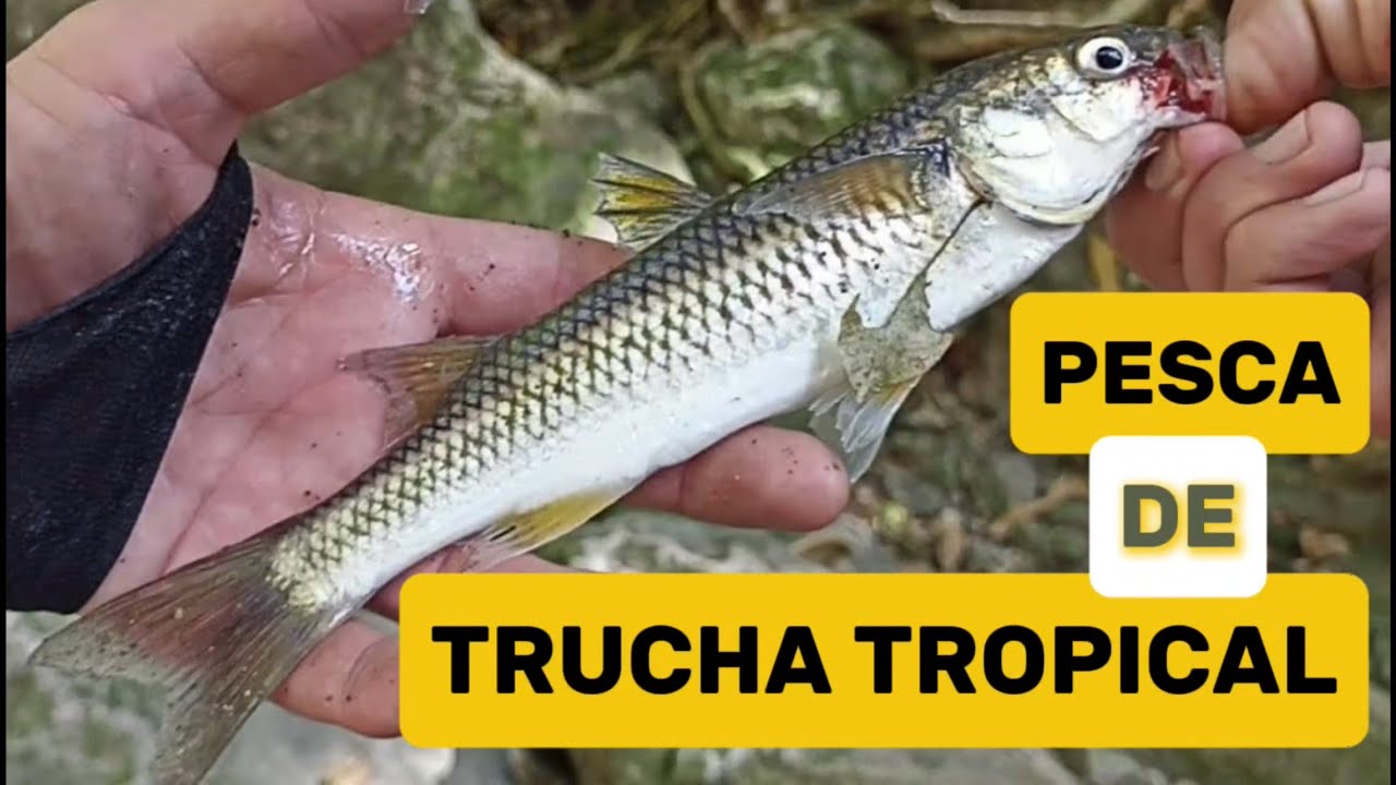 Pesca de truchas x Cascada de Atoyac ¡¡Turista cayó al rio!!🤕🚑 @AtoyacNaturalezaExtrema