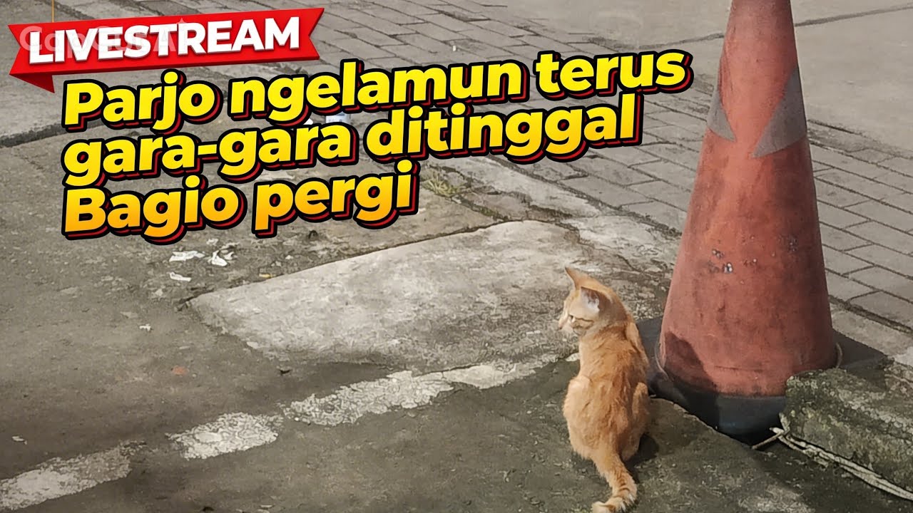 kucing jalanan sedang live sekarang!