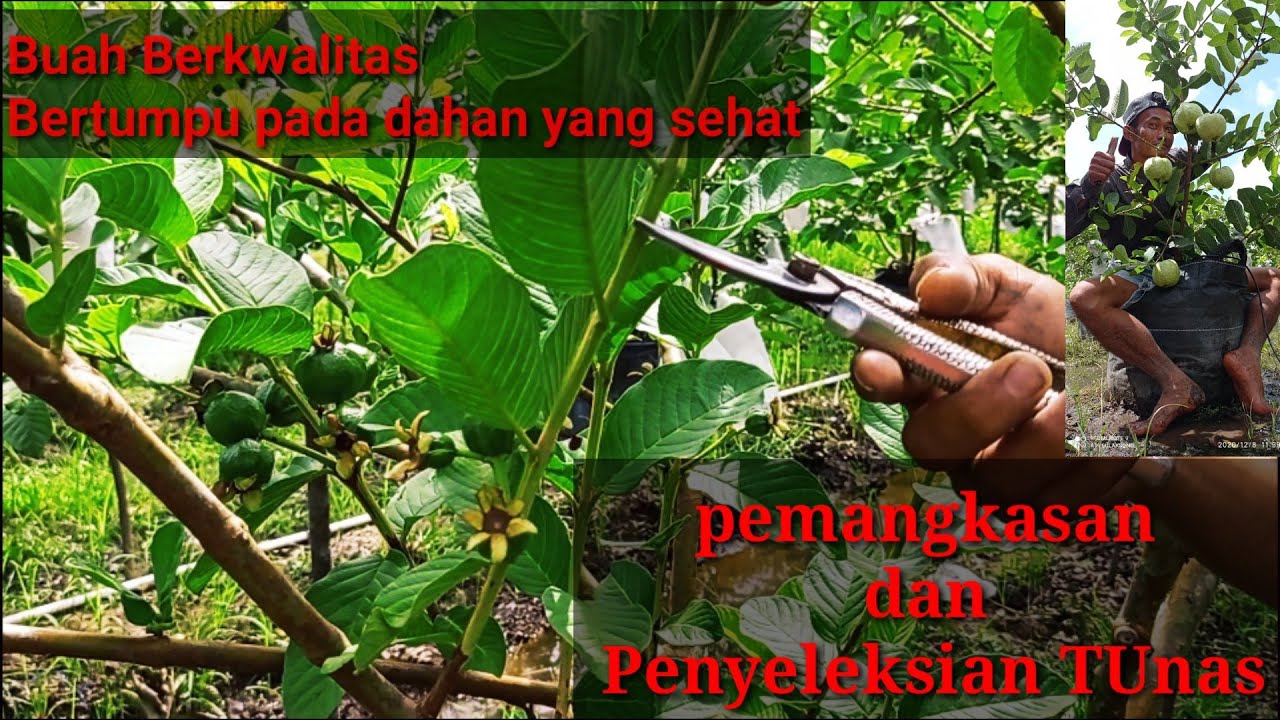 4 Teknik Pemangkasan pada Tanaman Jambu siumik pala