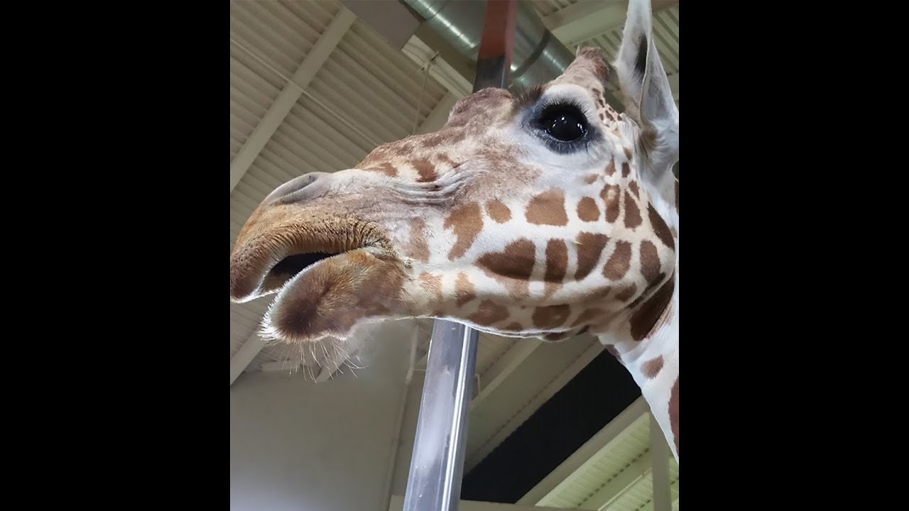 Cheyenne Mountain Zoo          May 8, 2018