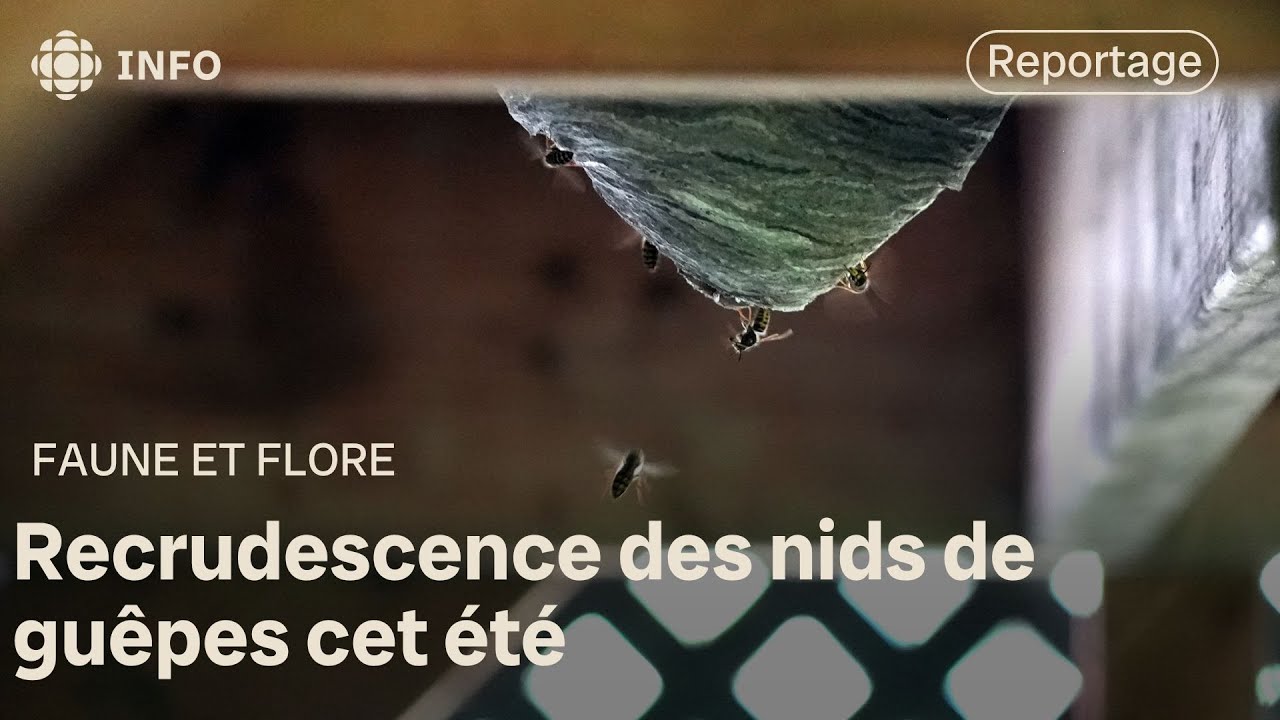 Des nids de gu&ecirc;pes plus gros et plus nombreux au Qu&eacute;bec