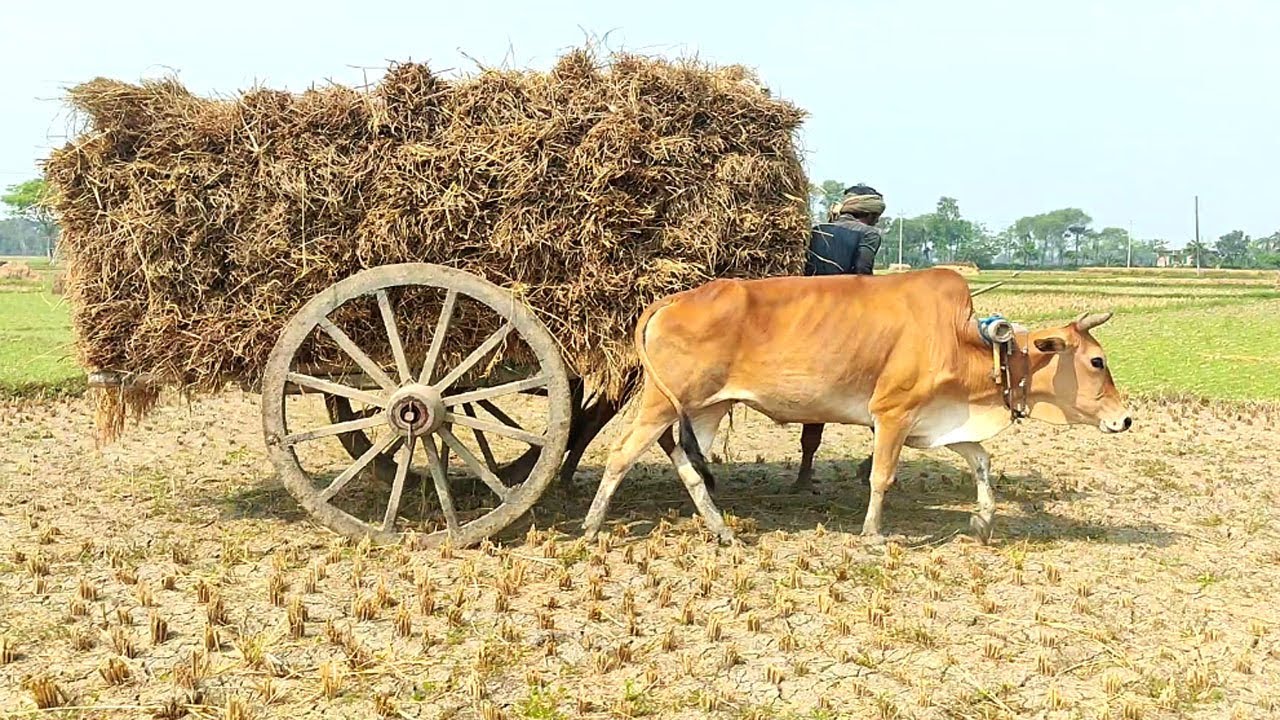 மாட்டுவண்டி | bullock cart race | bullock cart videos | Bullock Full loaded performance