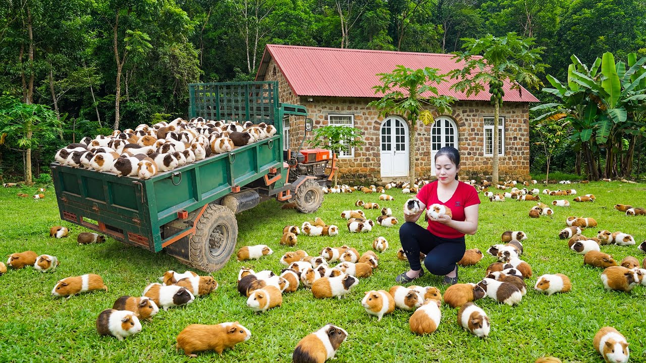 Harvesting 1000 Guinea Pigs After 1 Year Of Raising - Buy 200 Quails And Cute Baby Goat To Raise