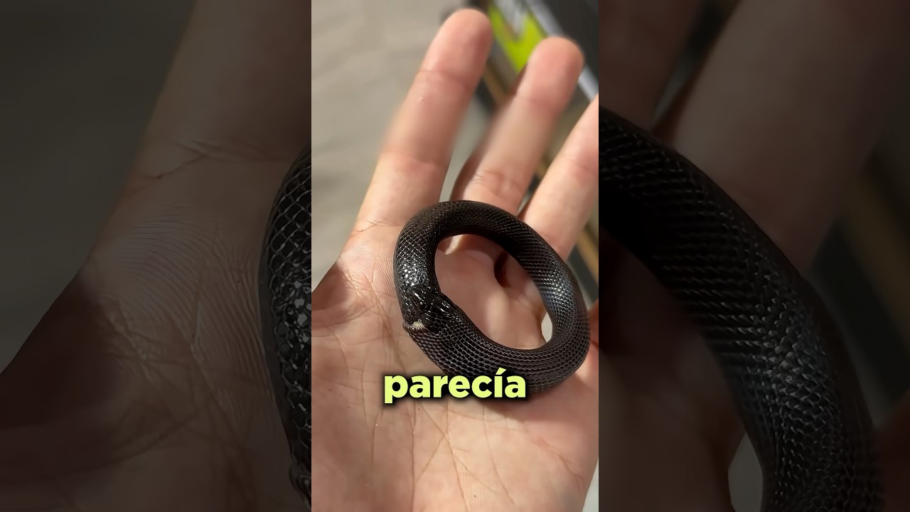 Esta Serpiente se Comi&oacute; a s&iacute; Misma&hellip;