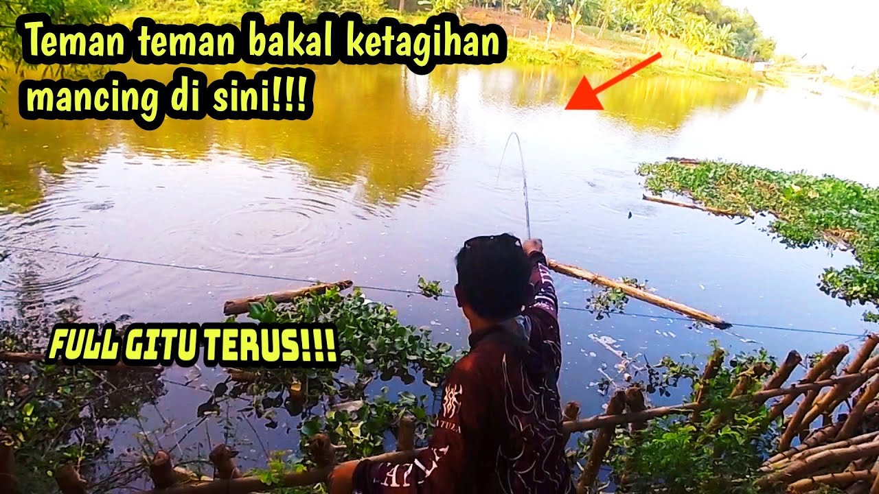 Ikan ini membuat Aku tak berdaya ikanya ugal ugalan || pemancing betok jumbo part 2