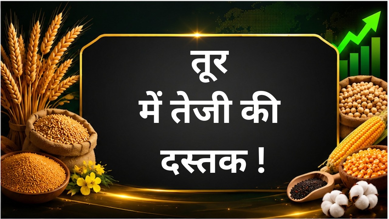 तूर में तेजी की दस्तक ! #chana #pulses #tuar #masur #moong #production #consumption