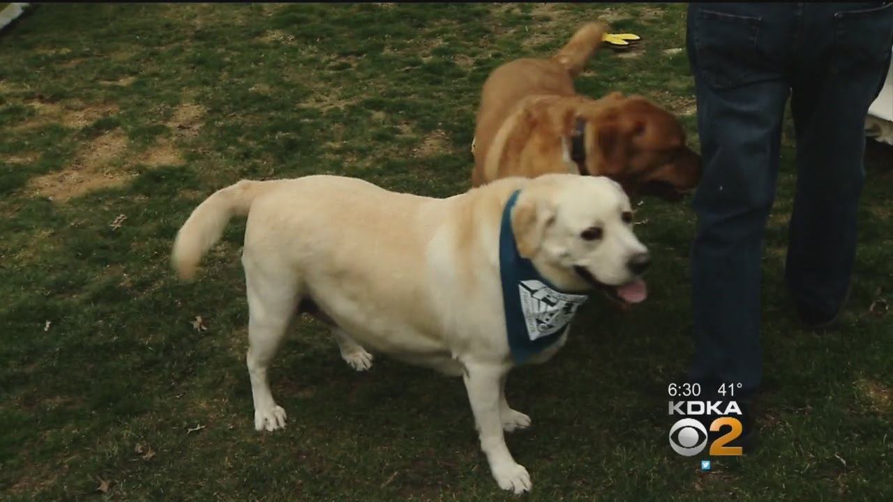 New Treatment Offers Hope For Owners Of Pets With Cancer